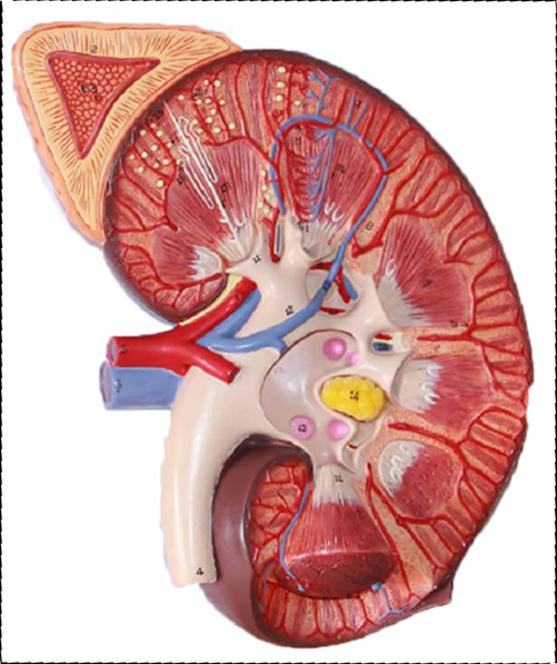 Therapeutic-Methods-for-Chronic-Kidney-Failure-1